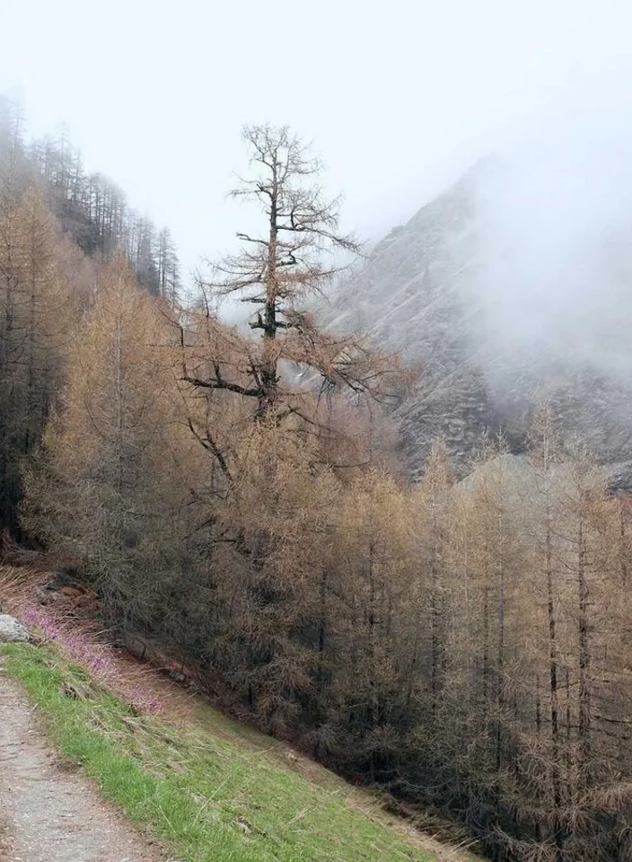 A footpath through bare larch trees in cold fog